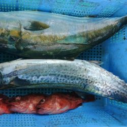 泉州丸　釣果