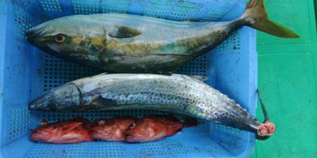 泉州丸　釣果