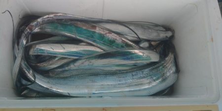 泉州丸 釣果