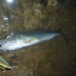 梅雨明けの淡水魚