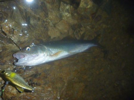 梅雨明けの淡水魚