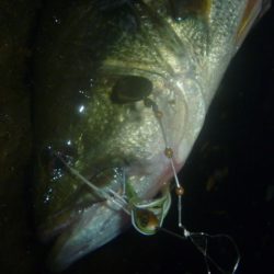 夕方バス釣り
