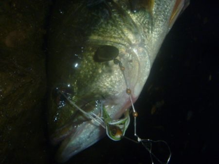 夕方バス釣り