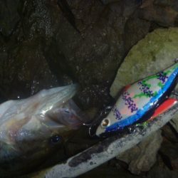 そよ風バス釣り