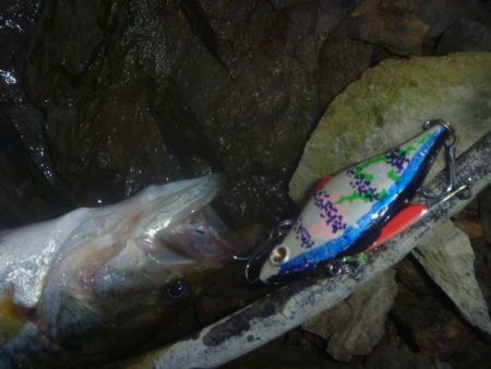 そよ風バス釣り