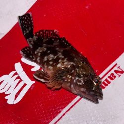 和歌山伊古木の地磯で夜釣り