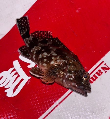 和歌山伊古木の地磯で夜釣り