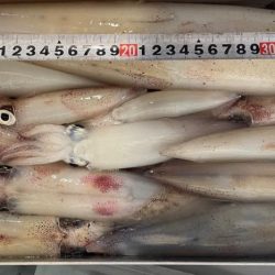 日本海剣先イカ狙い