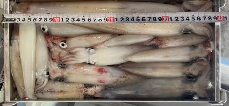 日本海剣先イカ狙い