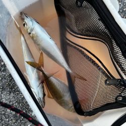 数釣りアジング