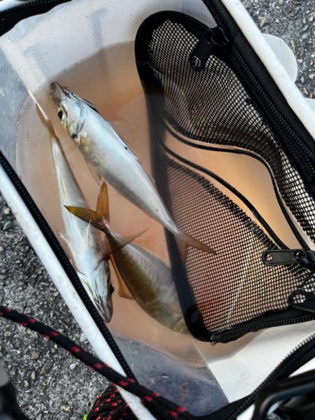 数釣りアジング