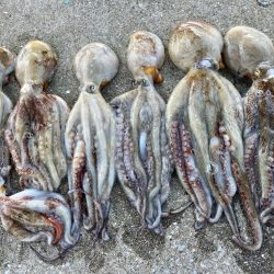 【タコフィネス】アコウ２＋ ガシラ複数 ＋ タコ７