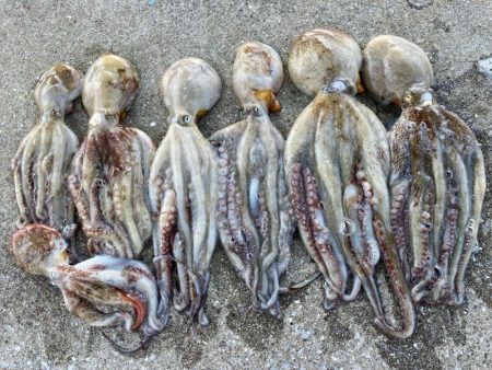 【タコフィネス】アコウ２＋ ガシラ複数 ＋ タコ７