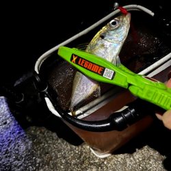 数釣りアジング