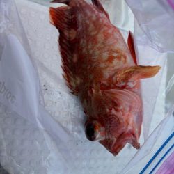 明石　タイラバ