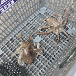 ⭐︎見切りどき