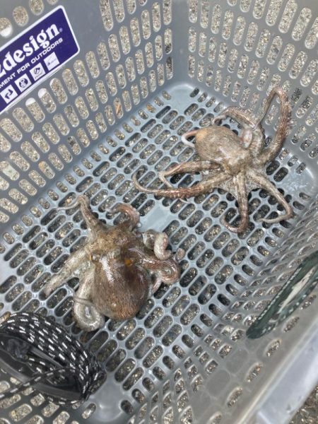 ⭐︎見切りどき