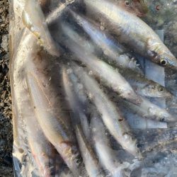 灼熱のキス釣り