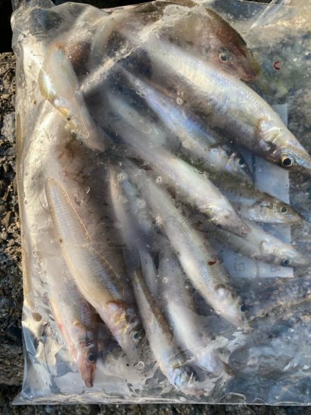 灼熱のキス釣り