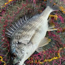 ヘチってきました