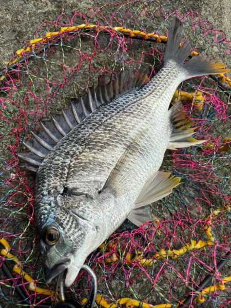 ヘチってきました