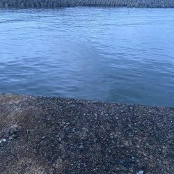 雨上がりのシロギスタ