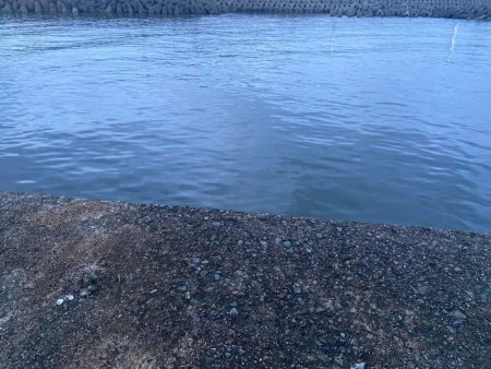 雨上がりのシロギスタ