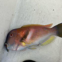 錦江湾異常なし