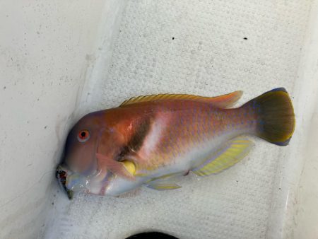 錦江湾異常なし