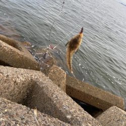 シロギスタキビレスタ