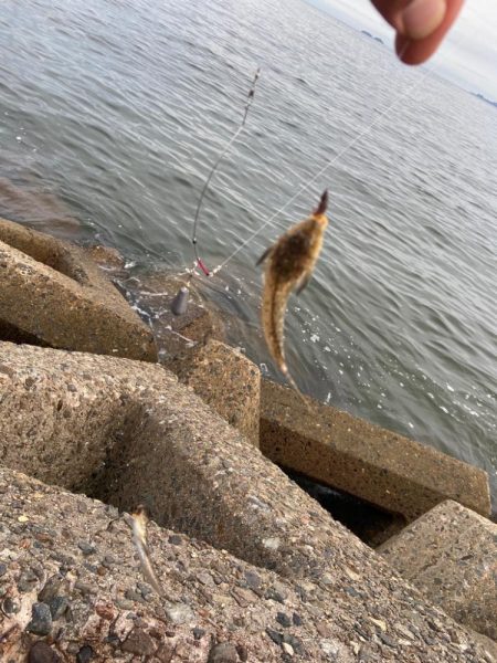 シロギスタキビレスタ