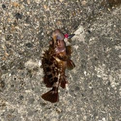 ホタルイカ餌でロックフィッシュ