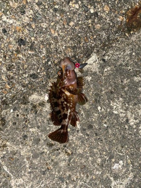 ホタルイカ餌でロックフィッシュ