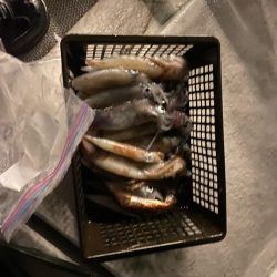 鳥取イカメタルリベンジ