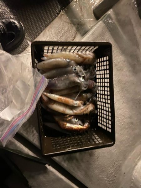 鳥取イカメタルリベンジ