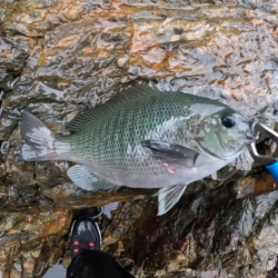 梅雨グレ祭り！