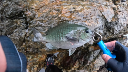 梅雨グレ祭り！