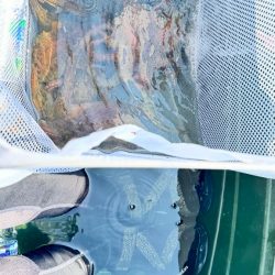 タコ/エギタコ&イカ/イカメタル