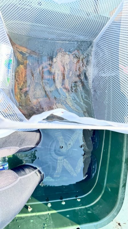 タコ/エギタコ&イカ/イカメタル