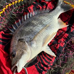 ヘチってきました