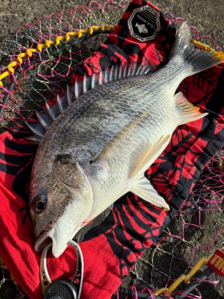 ヘチってきました