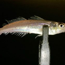 えッ! キスおった‼︎