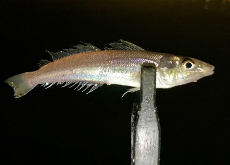 えッ! キスおった‼︎