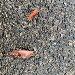 チニングのはずが、、