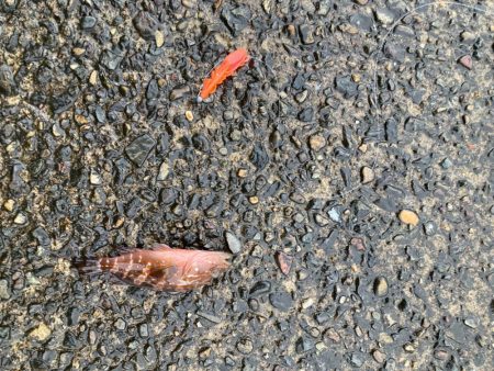 チニングのはずが、、