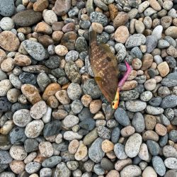 フラットフィッシュの続き