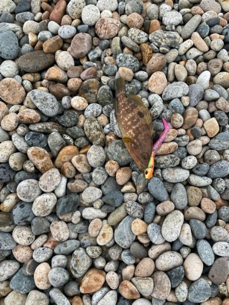 フラットフィッシュの続き