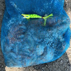 オクトパッシング15