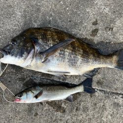 下潮釣行 時合いは一瞬でさした