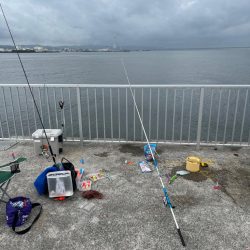 サヨリいてましたよー。